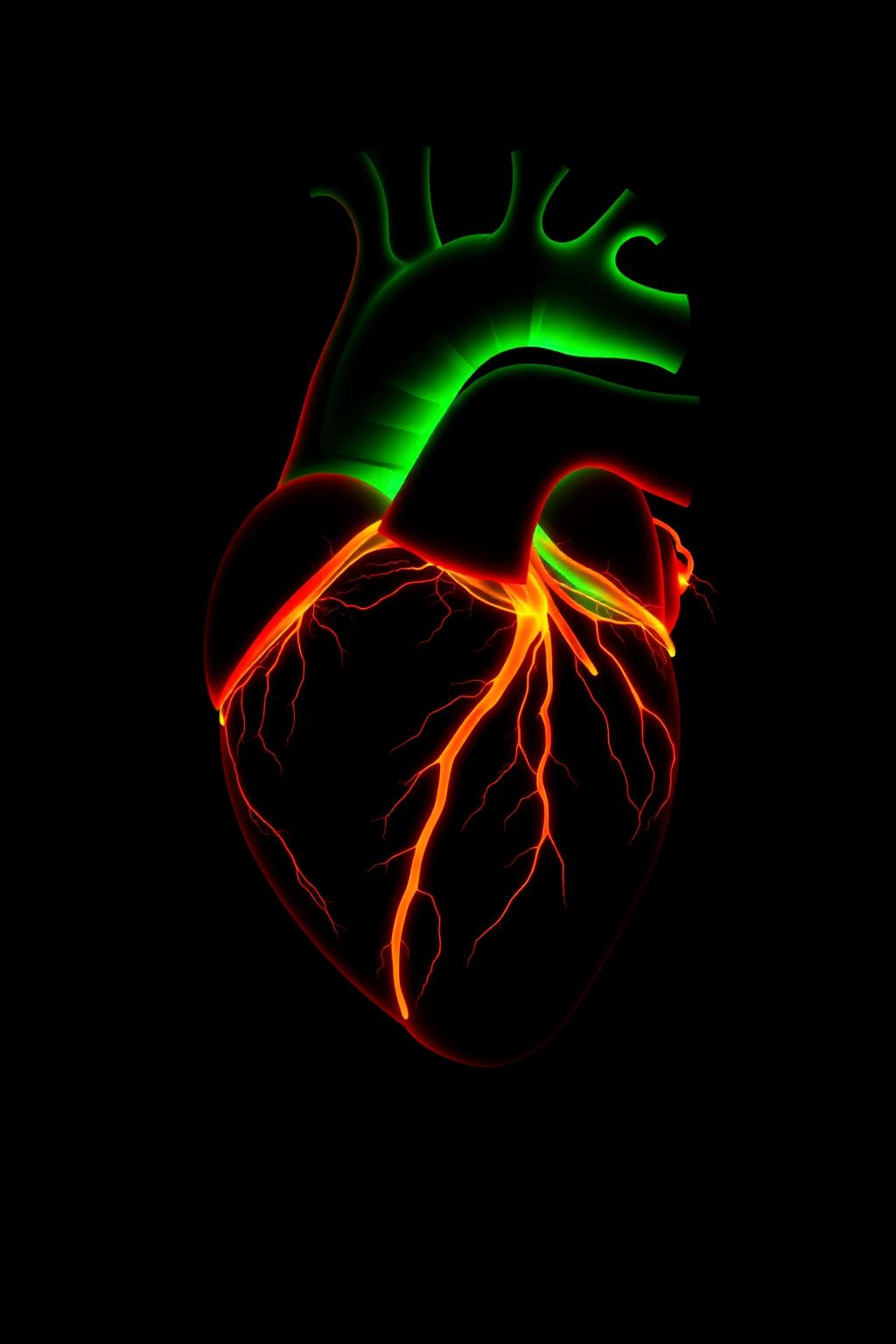 Anatomical Heart — glow-in-the-dark poster